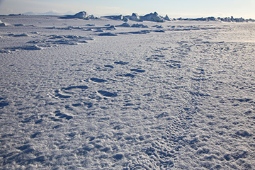 Polar bear tracks and fatbike track