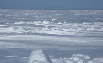 Snow fox