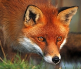 Red_Fox