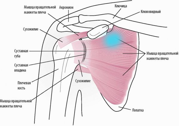 Fx_shoulder_anatomy_ru-а.jpg