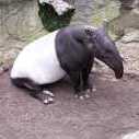 Tapir