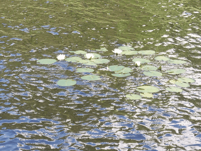 IMG_20260713_141512_3.gif